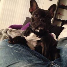 Fransk bulldog Liva
