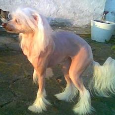 Chinese crested hårløs Dazzlin ( Caprioso Jiin-Zhu )