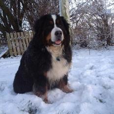 Berner sennenhund Diego