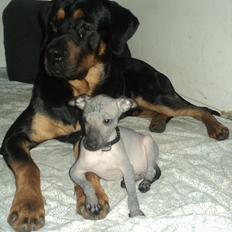 Xoloitzcuintle bjørn