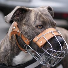 Amerikansk staffordshire terrier Azura