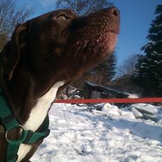 Blanding af racer diva