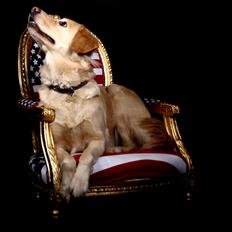 Golden retriever Molly