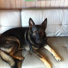 Schæferhund glabo lullu