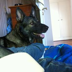 Schæferhund glabo lullu