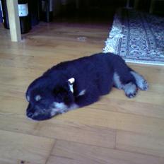 Finsk lapphund Akki , Lapinkulta Armas