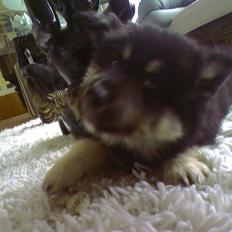 Finsk lapphund Akki , Lapinkulta Armas