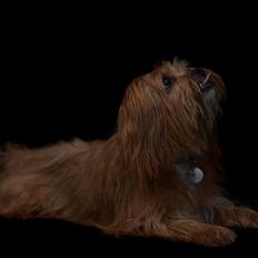 Blanding af racer Joey