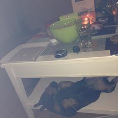 Beauceron Blackbossy's Angelite  aka "Snooki"