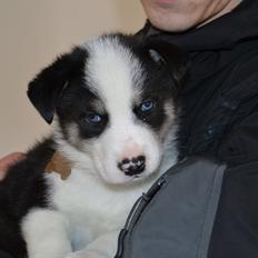 Blanding af racer Blaze