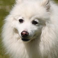 Japansk spids Bamse (1998-2013)