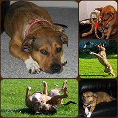 Amerikansk staffordshire terrier Zera