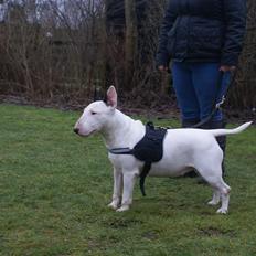 Bullterrier Guzzi