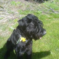 Riesenschnauzer La-Riesens Oscar ''Max''