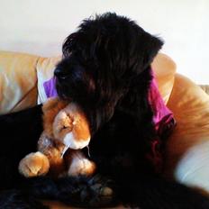 Riesenschnauzer La-Riesens Oscar ''Max''