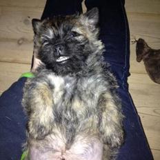 Cairn terrier Ludvig
