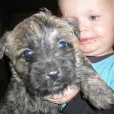 Cairn terrier Ludvig