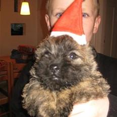 Cairn terrier Ludvig
