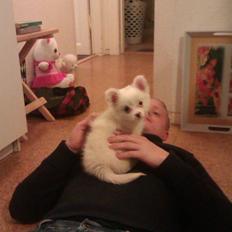 Blanding af racer Ulla