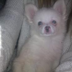 Blanding af racer Ulla