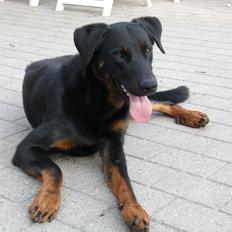Beauceron Ace