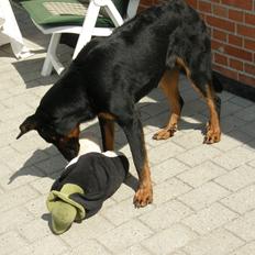Beauceron Ace