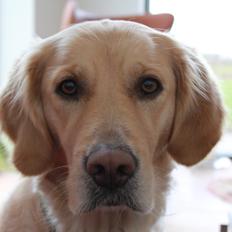 Golden retriever Tilde