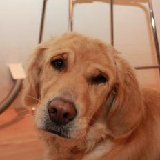 Golden retriever Tilde