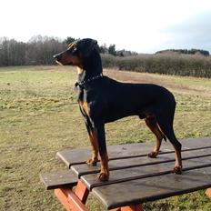 Tysk pinscher Bailey