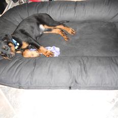 Beauceron Flika   (Blackbossy´s Amethyst)( Rosa)