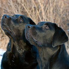 Labrador retriever Cody (Himmelhund)