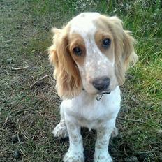 Cocker spaniel Harley