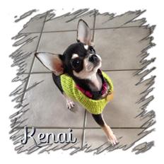 Chihuahua @ Kenai