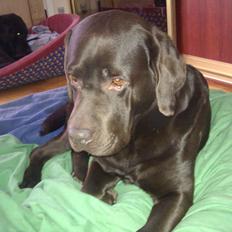 Labrador retriever Renault (Olfert)