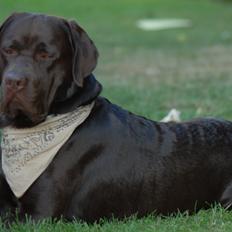 Labrador retriever Renault (Olfert)