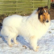 Collie langhåret Klero
