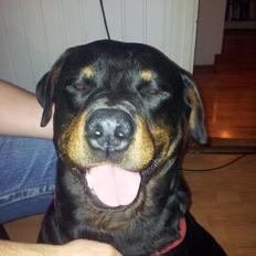 Rottweiler Diesel