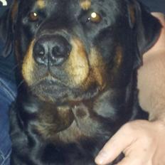Rottweiler Diesel