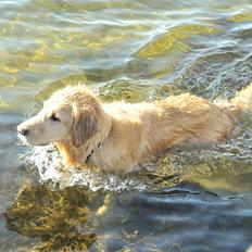 Blanding af racer Alex