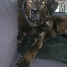 Blanding af racer Bruno