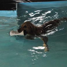 Blanding af racer Alex