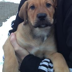 Blanding af racer Dogo Canario/Rottweiler - Elvis