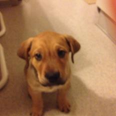 Blanding af racer Dogo Canario/Rottweiler - Elvis