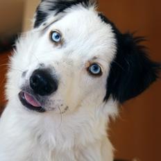 Border collie Ice