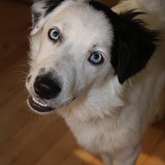 Border collie Ice