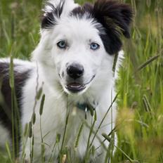 Border collie Ice