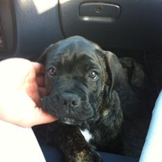 Cane corso Feke