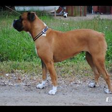 Boxer Susi