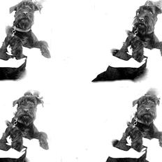 Mellemschnauzer Bella (Galaxia)