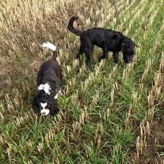 Mellemschnauzer Bella (Galaxia)